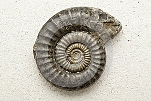 Ammonite