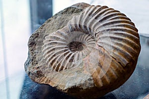 The ammonite fossil in the rock. photo