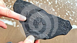 Ammonite Fossil From Runswick Bay England photo