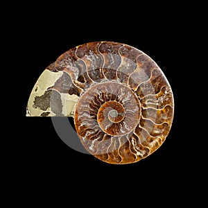 Ammonite fossil shell