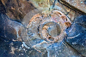 Ammonite fossil in stone close photo