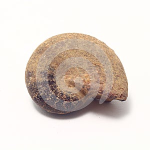 Ammonite fossil with sutures