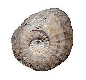 Ammonite fossiles on a whte background,isolated