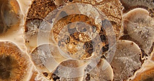 Ammonite fossilization