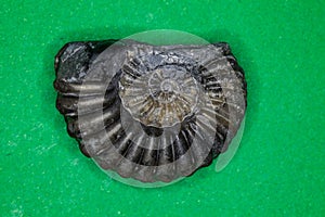 Ammonite fossilization pyritized, 150 million years old