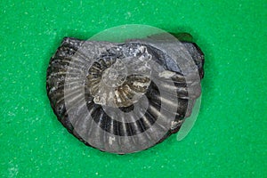 Ammonite fossilization pyritized, 150 million years old