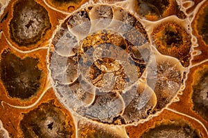 Ammonite fossilization photo