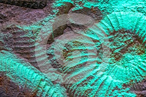 Ammonite is a fossilization of a squid enclosure