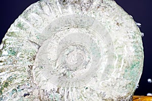 Ammonite is a fossilization of a squid enclosure
