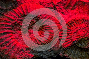 Ammonite is a fossilization of a squid enclosure