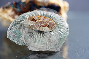 Ammonite is a fossilization of a squid enclosure, photographed here with macro lens in studio