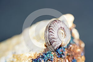 Ammonite is a fossilization of a squid enclosure, photographed here with macro lens in studio