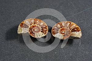 Ammonite is a fossilization of a squid enclosure, photographed here with macro lens in studio