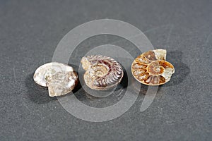 Ammonite is a fossilization of a squid enclosure, photographed here with macro lens in studio