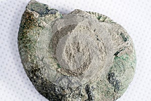 Ammonite is a fossilization of a squid enclosure, photographed here with macro lens in studio