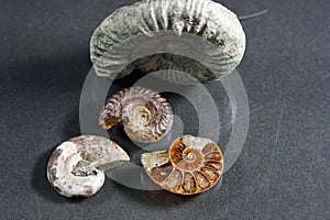 Ammonite is a fossilization of a squid enclosure, photographed here with macro lens in studio