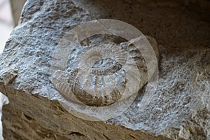 Ammonite is a fossilization of a squid enclosure, photographed here with macro lens in studio