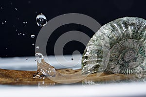 Ammonite is a fossilization of a squid enclosure, photographed here with macro lens in studio