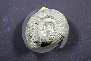 Ammonite is a fossilization of a squid enclosure photo