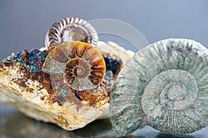 Ammonite is a fossilization of a squid enclosure photo