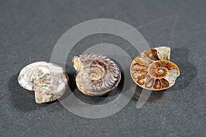 Ammonite is a fossilization of a squid enclosure, photographed with macro lens in studio