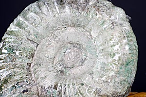 Ammonite is a fossilization of a squid enclosure, photographed with macro lens in studio