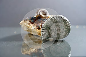 Ammonite is a fossilization of a squid enclosure, photographed with macro lens in studio