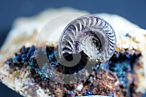 Ammonite is a fossilization of a squid enclosure, photographed with macro lens in studio