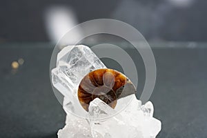 Ammonite is a fossilization of a squid enclosure, photographed with macro lens in studio