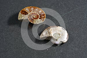 Ammonite is a fossilization of a squid enclosure, photographed with macro lens in studio photo