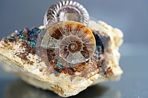 Ammonite is a fossilization of a squid enclosure, photographed with macro lens in studio