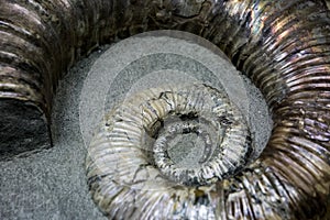 Ammonite fossilized background