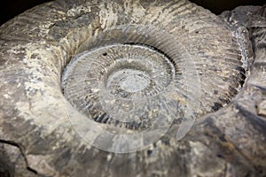 Ammonite fossilized background
