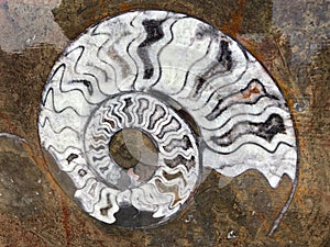 Ammonite fossils, extinct marine mollusc animals, found in Sahara Desert, Morocco