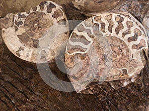 Ammonite fossils, extinct marine mollusc animals, found in Sahara Desert, Morocco