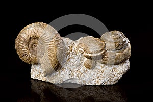 Ammonite Fossils. photo