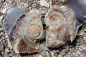 Ammonite fossils from the jurassic age