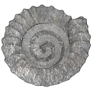 Ammonite image