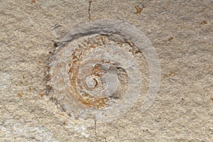 Ammonite imprint on Solnhofen limestone