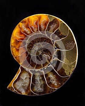 Ammonite, lit from behind