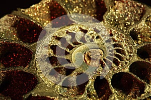 Ammonite, macro, inclined