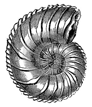 Ammonite Margaritas, vintage engraving