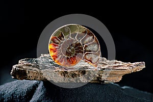 Ammonite on mica photo