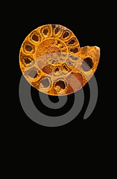 Ammonite Nautilus Fossil Shell Sliced Open photo