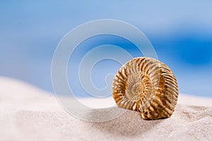 Ammonite nautilus shell on white beach sand