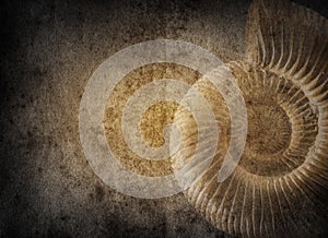 Ammonite on old paper background. History and palaeontology old background. photo