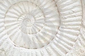 Ammonite prehistoric fossil