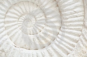 Ammonite prehistoric fossil photo