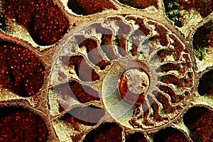 Ammonite red, macro