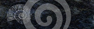 Ammonite on rough black stone background photo